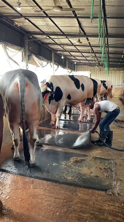 Cleaning the floor and the mats on the cow farm#carpetcleaning #cowfarm #ytshorts #shorts