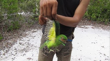 MIKAT BURUNG BETET DENGAN PULUT LIDI, AUTO STREK