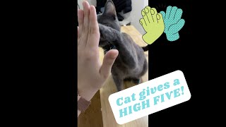 Cat gives a high five to its human! | Cat training and tricks by Elsa and Dalila  419 views 2 years ago 58 seconds
