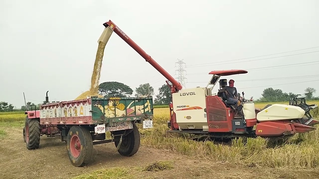 వడ్లు unloading#sriramaharvesters 
