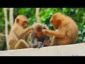 Wow monkey angela and rainbow go grooming for dawn so sweet