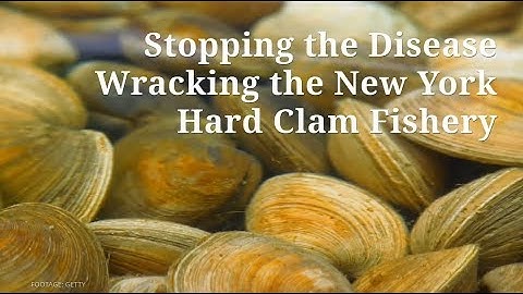 NY Currents Clip: Stopping the Disease Wracking the New York Hard Clam Fishery (May 2019)