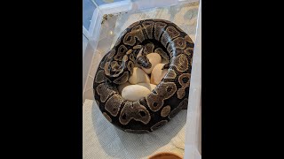 Ball Python Breeding Cycles and 5 milestones - part 2