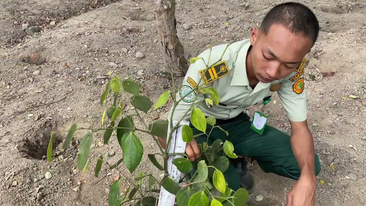Edukasi Morfologi Tanaman lada dari MUHAMMAD FATIH RANTISI DALIMUNTHE