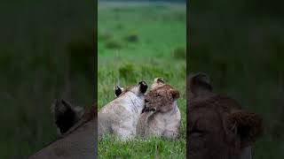 Sisterly love amongst lions, Masai Mara, Kenya