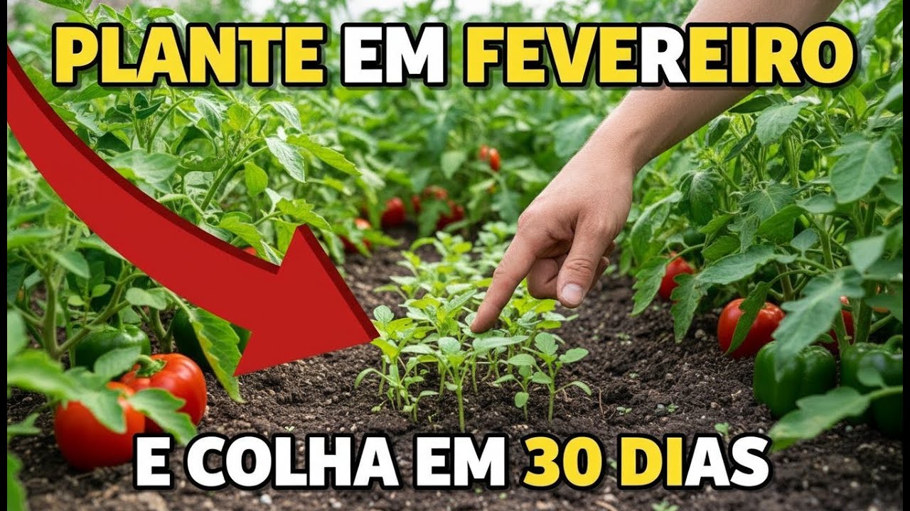7 Hortaliças Perfeitas Para Plantar em Fevereiro e Colher Rápido