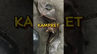Kampret Adalah
