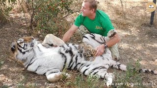 Amazing! Tigress trusts her human. Taigan