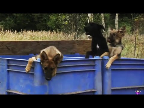 Приют. Выпуск М/Ж от 19.09.2018