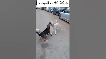 معارك الكلاب 