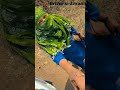 Truck🥰🚛👰💕🤗 #driver#Status# #status#_king #sahab# truck lover #WhatsApp#status#