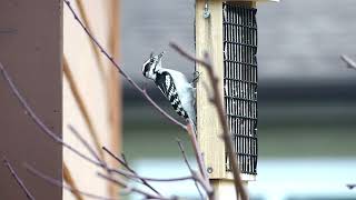 Kettle Moraine Cedar Double Suet Cake Bird Feeder With Tail Prop & Hanging Cable Review