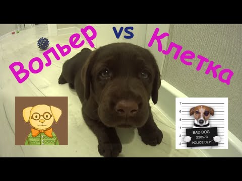 Вольер или Клетка для собаки??? Лабрадор Буч и его первая недвижимость.