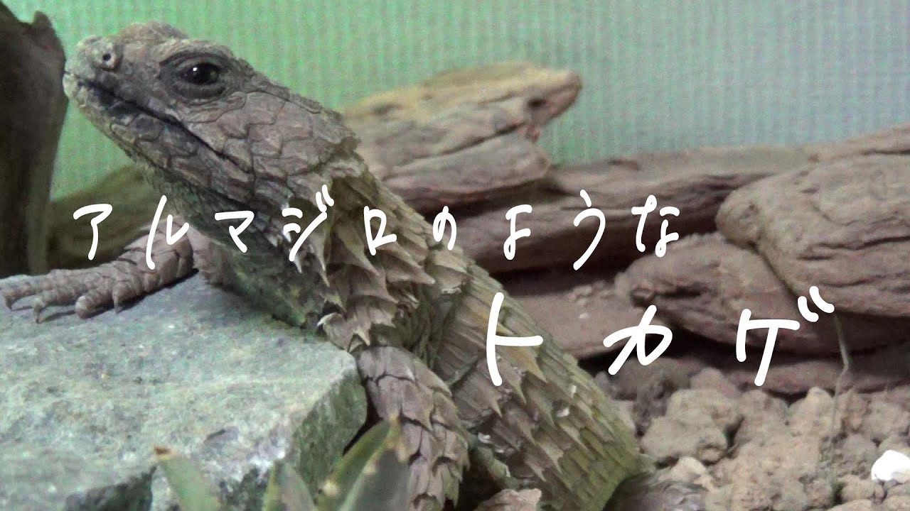 地球で一番かっこいいトカゲ アルマジロトカゲ Youtube