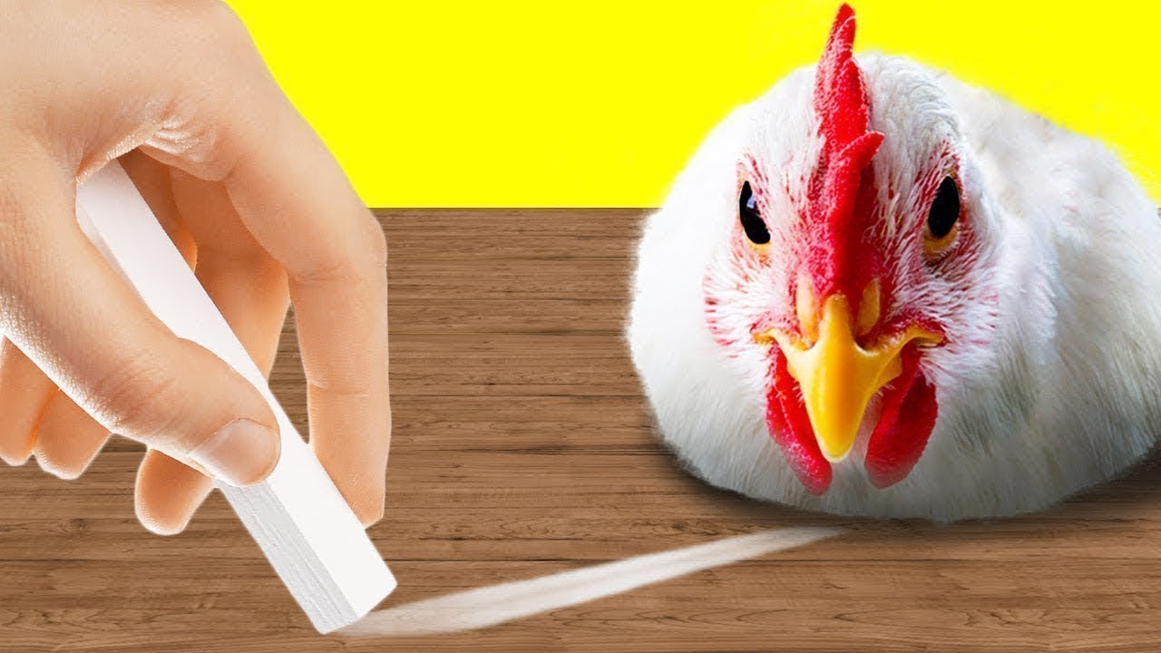 Les Choses Qui Hypnotisent Tous Les Animaux