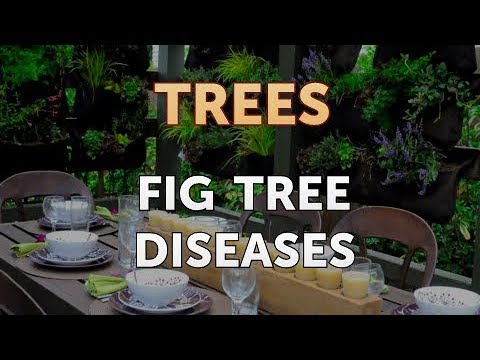 Video: Blight Diseases Of Fig Trees: Information About Pink Limb Blight
