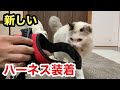 新し物好きな犬と猫の夜間トレーニングは止められません