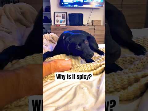 My dog tried sparkling water and immediately regretted it 💀 #dog #shorts #funny