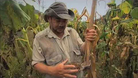 Green Gold  - Documentary by John D. Liu