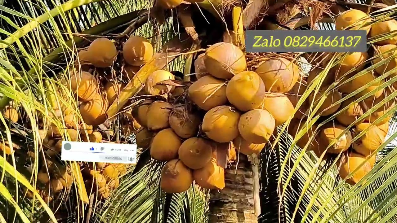 Thời điểm nào bón phân cho dừa tốt nhất, cách phục hồi vườn dừa bị suy yếu 