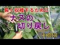 ナスの収穫を長く続けるために必要な作業【ナスの切り戻し】NO317