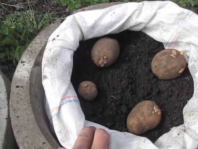 выращивание картофеля в мешках