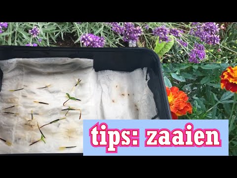 Zaaien: lavendel, viooltjes, geranium, lage afrikaantjes en Dahlia