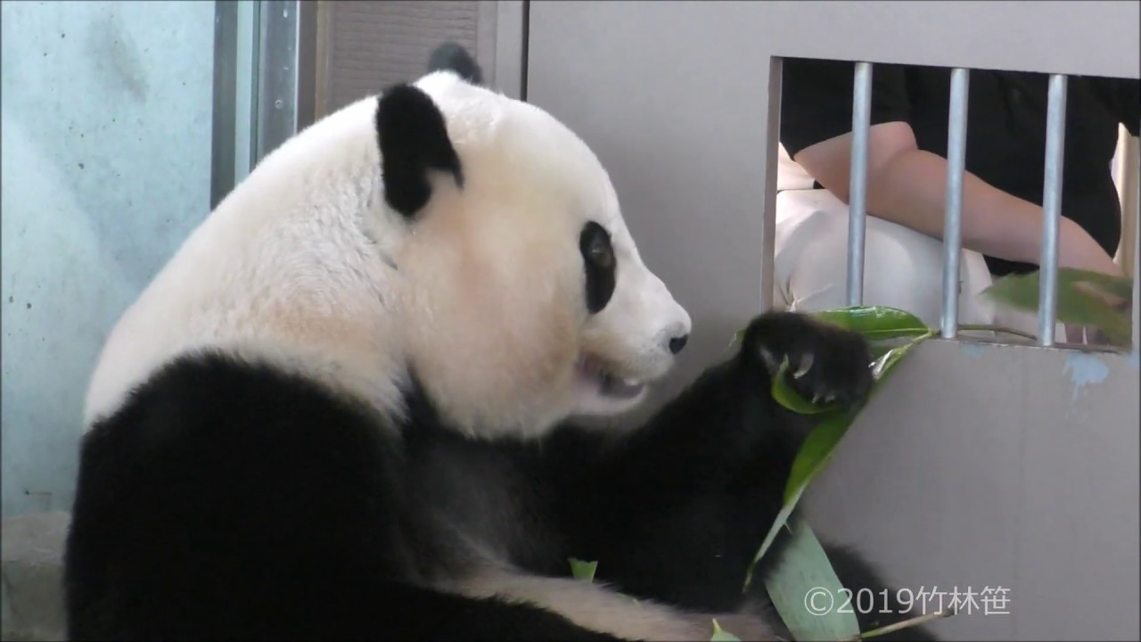 笹リスト結浜 笹選びがきびしい結たんｗ おねえちゃんパンダ Giant Panda Yuihin Selected Bamboo Leaves Youtube
