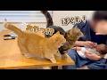 赤ちゃんのお世話をしていると集まってくる猫たちが可愛すぎる!