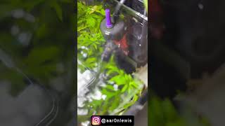 BUDDAH PLANTED AQUARIUM GROWING IN (SHORTS)