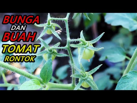 Solusi Bunga dan Buah Tomat Rontok, Tidak jadi buah