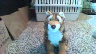 Webkinz Signature Endangered Red Wolf Review