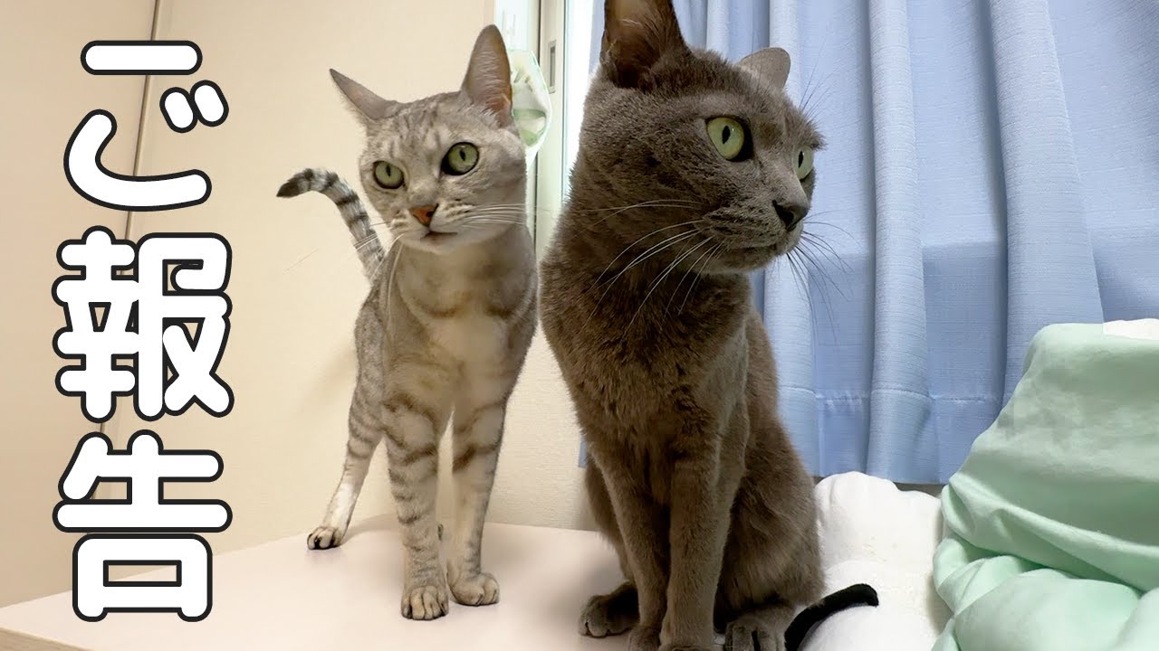 Here is the result of Hamu and Maro