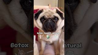 Botox, Natural, or Facelift?  #dog #pug #funny