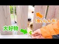 目の前の大好物に手が届かない犬の根性を見習いたい