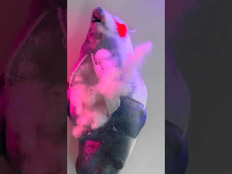 КОШКА СОФА ИСПОРТИЛА ВСЕ ПЛАТЬЯ😫