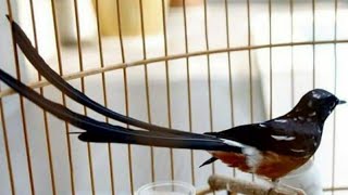 MURAI BATU VIETNAM GACOR SAAT DIJEMUR, COCOK UNTUK PANCING MURAI MALAS