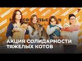 Белорусские коты поддержали кота Виктора, которого не пускали в самолет