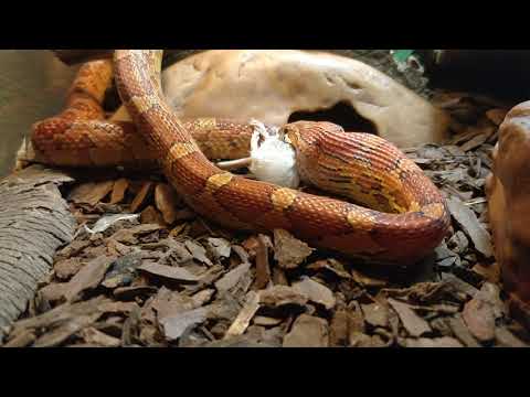 Video: Wat Eet Slange