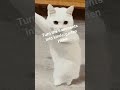 /cat