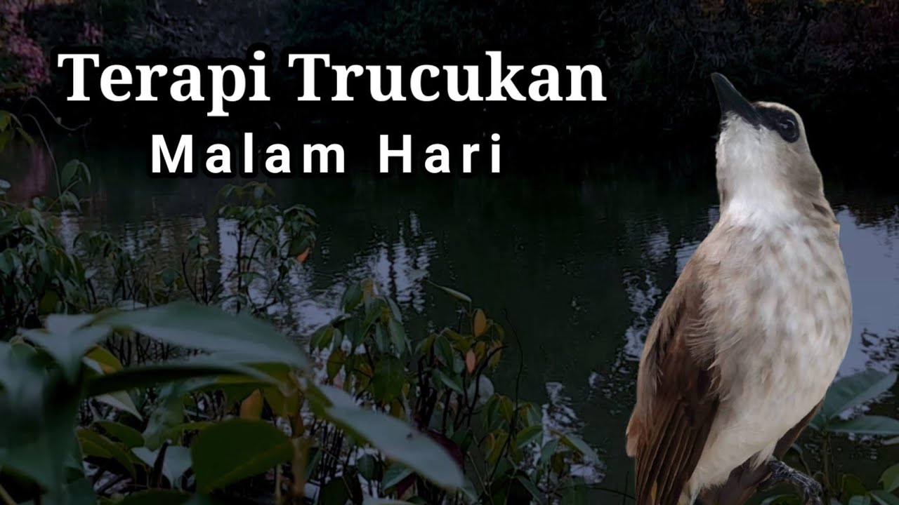 TERAPI TRUCUKAN MALAM HARI Ampuh Jadikan BURUNG TRUCUKAN CEPAT GACOR