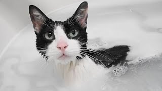 「お風呂」の声で走り出す猫A Cat takes off runing when it hears 'It's a bath time!!'