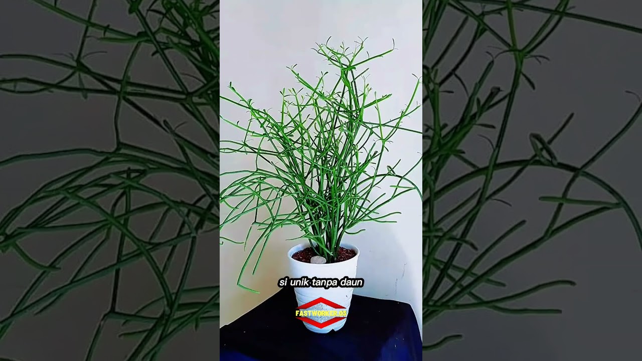 Tumbuhan tanpa daun, unik dan berkhasiat!! 