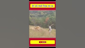 This man was about to kill the lion with a stick when...॥ #shorts