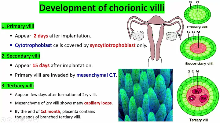 6- Histology of the Placenta, Dr Amal Moustafa