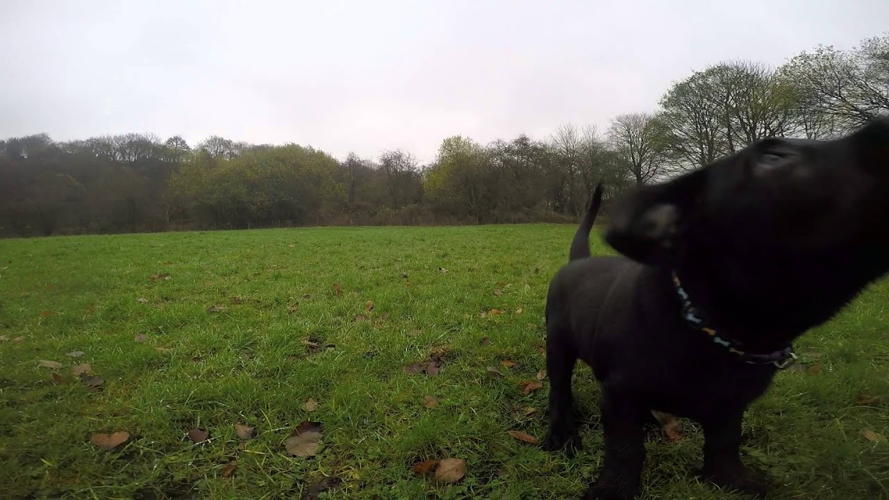 Doctor Watson training session on the big field