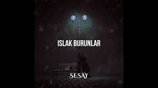 Islak Burunlar - Sesay | Sokak Hayvanlarına Adanan Trakya Türküsü