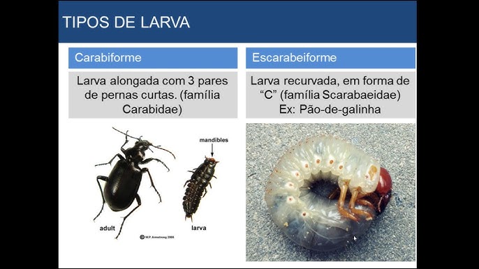 Scarabaeiform larva, zoology