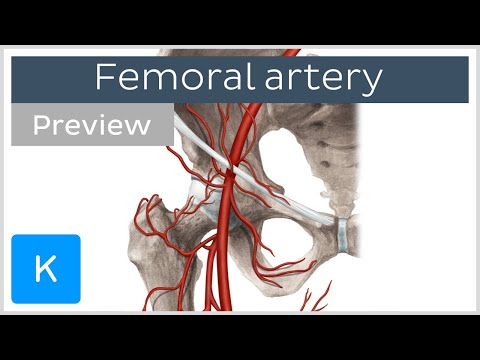 Femoral artery: course and branches (preview) - Human Anatomy | Kenhub