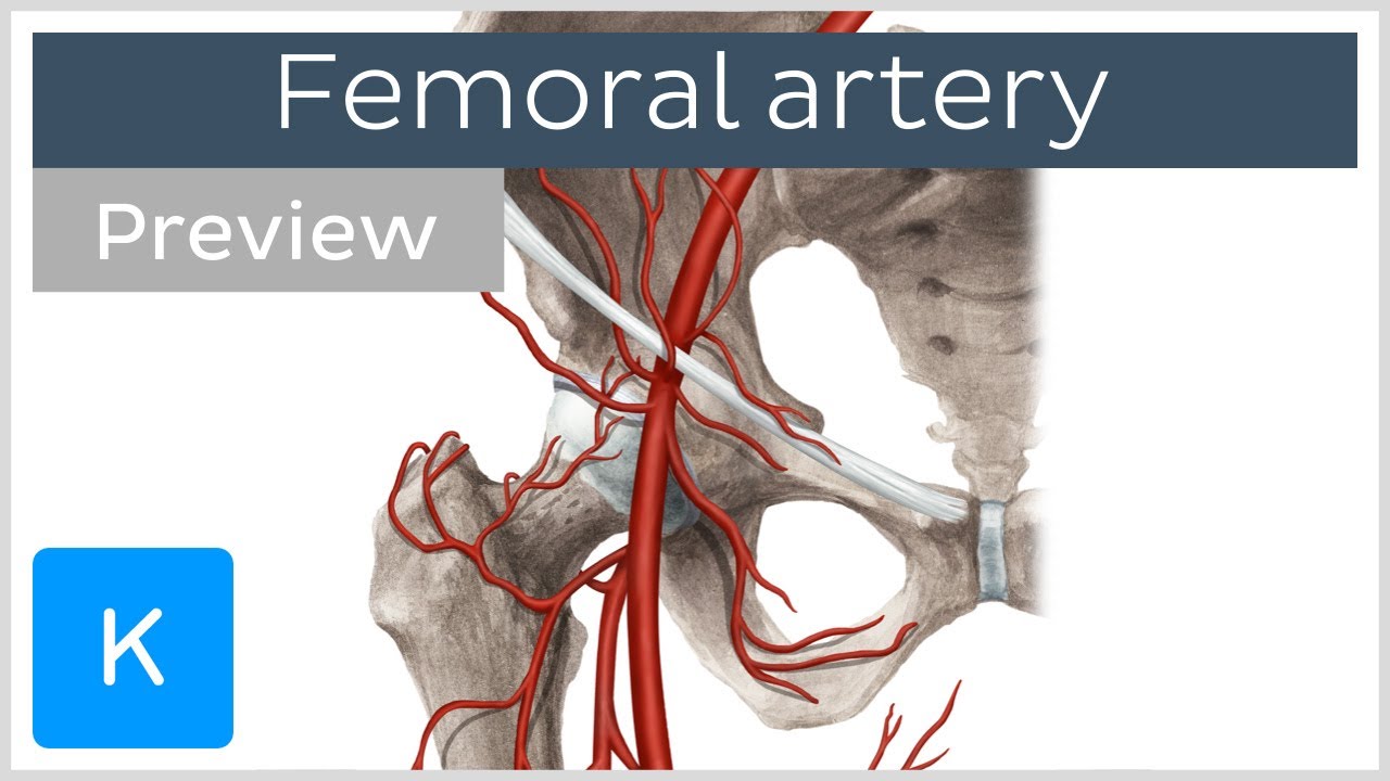 Femoral Artery: Course And Branches (Preview) - Human Anatomy | Kenhub